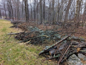 We try to be very neat when doing any chores on the property. It is easier to stack all branches for removal or chipping in the same vicinity, so when the big machinery is brought in, these piles can be chipped right back into the woodland.