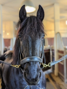 Bond is up next. He is a 14-year old Friesian with an excellent and friendly temperament. In the end, all the saddles were in good shape and very few adjustments were needed.