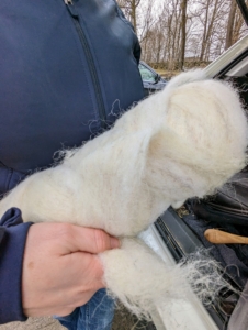 Under all the leather that makes up a saddle is the tree, or the wooden form. That tree is padded with wool - either real sheep's wool like this or synthetic wool.