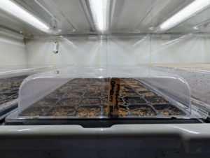 Each tray is then covered with a humidity dome. The humidity dome remains positioned over the seed tray until germination begins. Each tray receives about 18-hours of light a day.