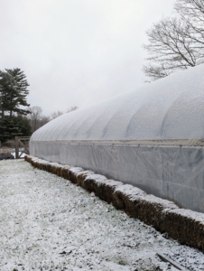 This is my newest hoop house down by the chicken coops. It is filled with many of my tropical plants. Bales of hay are placed around the structure to keep it more insulated.