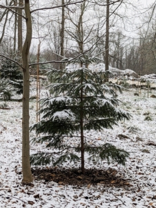 Further in the woodland, one of our younger evergreens - also getting covered in snow. In the distance - my large compost yard, where we make our own nutrient-rich compost and mulch.