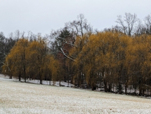 Here is one grove of weeping willows on the edge of my lower hayfield. The golden hue looks so pretty against the lightly snow-covered landscape.
