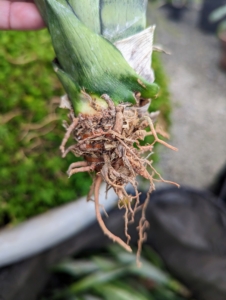 Here is a closer look at the bottom. The root system is a mix of thick underground “stems” called rhizomes and smaller twig-like roots. When healthy, they should feel firm to the touch and are light orange in color. They are rapid growers once established.