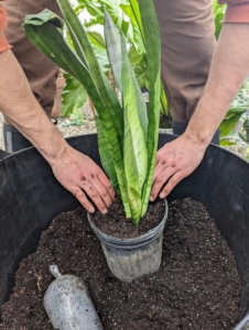 Brian tamps the soil down around each plant to prevent any air holes. Although they are very forgiving, Sansevieria plants prefers indirect but steady light with some direct sun. They can adapt to full sun conditions, and will also survive quite dim situations.