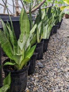 Here are the newly potted Sansevieria plants – they’ll be very happy. What indoor plant care tasks are you doing this weekend? Let me know your own tips and tricks in the comments below.