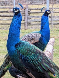 Peafowl are happiest when living in small groups. All my outdoor birds have access to natural perches made from old felled trees here at the farm. This is a popular spot, where the peafowl can see all that is going on around them.