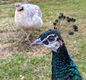Peafowl are very smart, docile and adaptable birds. They are also quite clever. It is not unusual for peafowl to come running when the food appears. They are so curious and love to come up close when guests visit.