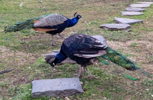 Peafowl are ground feeders. They do most of their foraging in the early morning and evening. As omnivores, they eat insects, plants, grains, and small creatures.