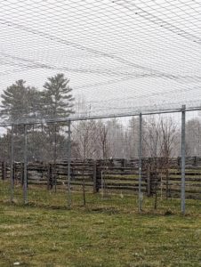 Since last autumn, the birds are also protected by fencing that spans across the top of the enclosure. Some of you may recall I posted photos of the process on this blog.