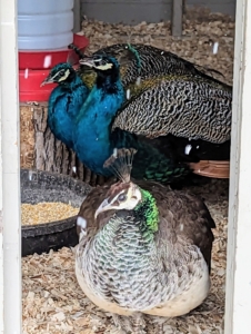 Here is one peahen watching all the activity from the doorway of the coop while two males eat in the background.