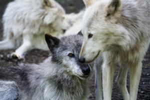 Wolves typically mate for life. In the northern United States, they breed from late January through March. Wolves are pregnant for about 63 days and usually birth four to six pups. (Photo provided by Wolf Conservation Center)