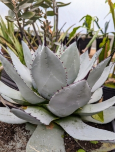 Here is another agave - a black-spined agave with pale blue-green leaves armed with small dark teeth along the edges.