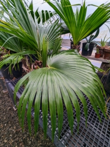 Here is the Chinese fan palm with its wide-spreading crown and drooping fan leaves that have a layered "weeping" appearance when mature.