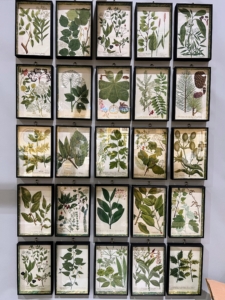 It's always fun to decorate with multiples of one item, such as these botanical prints.