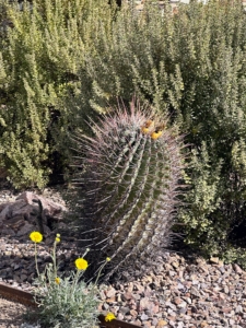 Here is a closer look at a barrel cactus with its strong, stiff spines and prominent ribs.