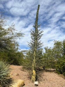 This is a Boojum tree, Fouquieria columnaris. The plant’s English name, Boojum, was given by Godfrey Sykes of the Desert Laboratory in Tucson, Arizona and is taken from Lewis Carroll’s poem “The Hunting of the Snark”. The trunk is up to 10 inches thick, with branches sticking out at right angles, all covered with small leaves.