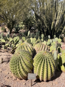 The barrel cacti in the foreground is Ferocactus pottsii - a species from Mexico. This rare and distinctive barrel cactus has relatively delicate spines and a lighter green color.