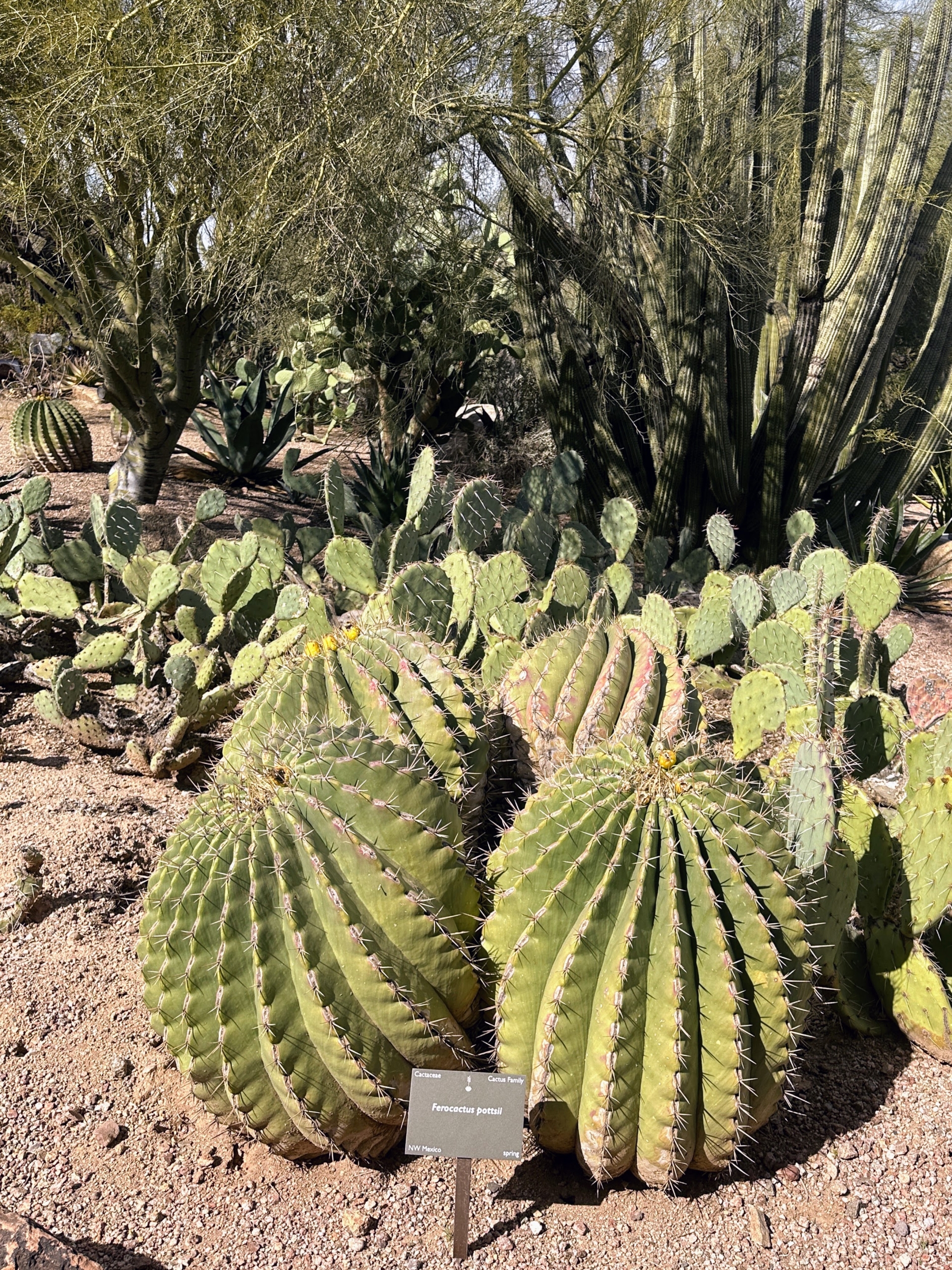 botanic® : cactus et plantes grasses