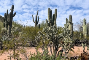 This iconic cactus has an average life span of about 150 to 175 years. However, biologists believe that some plants may live more than 200 years.