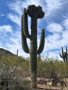 Here is a stunning specimen of a crested saguaro. Saguaros sometimes grow in odd or misshapen forms. This one has a fan-like form at the top. These crested saguaros are rare and biologists are unsure why it develops. Some speculate it is some kind of a genetic mutation, while others say it is the result of a lightning strike or freeze damage.