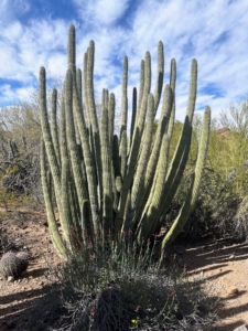 Along with the saguaro, the Stenocereus thurberi, Organ Pipe Cactus, is one of Arizona’s most distinctive cacti, forming large clusters of 30-foot high stems, branching from the base.