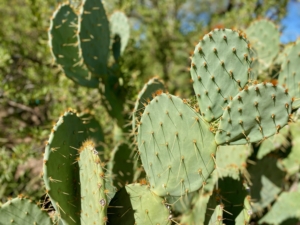 All prickly pear cactus plants have flat, fleshy pads that look like large leaves. The pads are actually modified branches or stems that store water, help with photosynthesis, and produce flowers.
