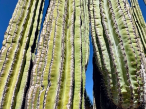 The cardon cactus has grayish-green stems each featuring 10 to 15 ribs.