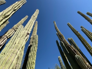 Here is a view looking up. It is slow growing, and grows up to an average 30-feet when mature, but there are some that are known to be as tall as 60-feet.