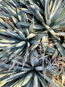 I love agaves and have many in my personal collection. Agave macroacantha, the Black-Spined Agave is a very distinctive small to medium-sized agave with leaf rosettes that grow on very short stems. The grayish-green leaves grow to more than a foot long ending in sharp black spines.