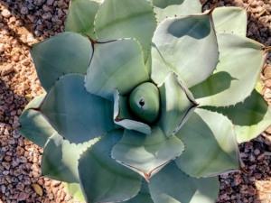 Agave paryii truncata, Artichoke Agave is an evergreen, perennial succulent forming tight rosettes of broad, short, thick, silvery-blue leaves with conspicuous reddish-brown teeth and terminal spines.