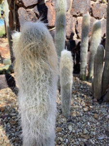 This is Cephalocereus senilis, or Old Man Cactus. It has fluffy white tufts of hair over the surface of the cactus body. The long hair is used to keep itself cool in its natural habitat. As an outdoor plant, these can grow to 45-feet tall, but are generally slow growing as potted specimens. I also have some old man cacti - they're potted up and growing in my greenhouse.