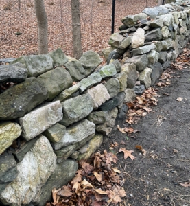 This section of the wall is right at the edge of a pond. Stones toppled down over the years and also need to be re-stacked.
