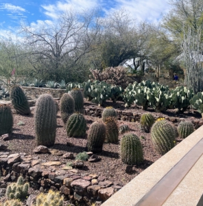 Among them, these barrel cacti - a group of barrel-shaped cacti native to North and South America. Most of these cactus plants grow up to two feet tall and about a foot in diameter.