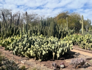 Nearby is a bed of Opuntia engelmannii, prickly pear cactus. This is a bushy succulent shrub with light green or bluish-green, egg-shaped, fleshy pads that grow up to 12-inches across. It is common across the south-central and Southwestern United States and northern Mexico.