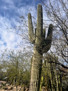 The Carnegia gigantea, Saguaro Cactus, is an arborescent or tree-like cactus species in the monotypic genus Carnegiea. Saguaros are found exclusively in the Sonoran Desert and can grow to be more than 40 feet tall.