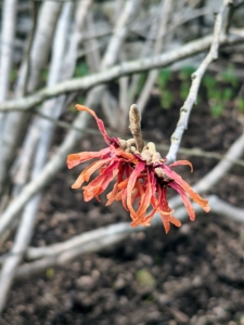 Most are familiar with witch hazel as a medicinal plant. Its leaves, bark and twigs are used to make lotions and astringents for treating certain skin inflammations and other irritations.