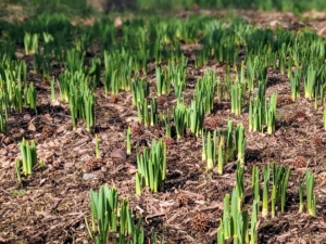 The daffodils near my allée of linden trees are developing so nicely. There are several varieties planted here – all in large groupings, providing a stunning swath of color when in bloom. I can't wait to see all the spring blooms covering the farm. It won't be long...