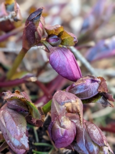 Helleborus orientalis, or Lenten roses, get their ecclesiastical nickname from their growing season. It begins in winter and extends into spring.