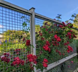 Most of the roses in this garden grow along all four sides of my garden fence.