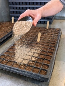 Next, Ryan covers the tray with a layer of vermiculite. Vermiculite is a mica-like mineral often used as a soil amendment. It is mined out of the ground, exfoliated, treated with high heat and pressure to force it to expand. The porous surface is great for retaining moisture and nutrients.