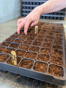 Here is a tray marked for herbs. Using his fingers, Ryan makes a hole in each cell, and then drops seeds into each one.