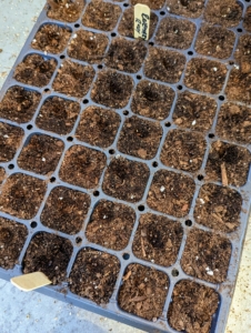 Look closely and one can see the seeds in the cell. These seeds will be selectively thinned in a few weeks. The process eliminates the weaker sprout and prevents overcrowding, so seedlings don’t have any competition for soil nutrients or room to mature.