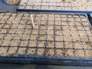 This tray is also covered with a layer of vermiculate. Fortunately, my greenhouse is large and can accommodate lots of seed starting.