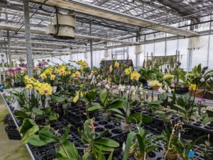 Its main greenhouse is filled with orchids, those flowering and often fragrant plants that bloom indoors from late winter to spring.
