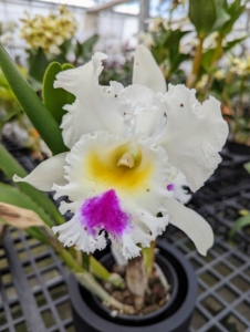 Orchids grow on every continent except Antarctica. They are native to the tropical regions of Asia, Australia, the Himalayas, and the Philippines. The orchid forms one of the largest families in the plant kingdom, with more than 25,000 species worldwide.