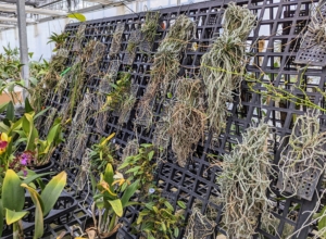 This stand is filled with miniature orchids. These plants have the same requirements as full-sized orchids. They need the proper amount of water, indirect sunlight, regulated temperature and a fairly high humidity level between 55 and 75 percent.