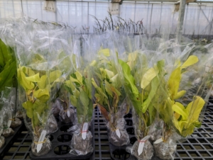 There were also some other plants at the nursery. These are potted Philodendron Thai Sunrise - known for their long lime green leaves. They are all packaged and ready for transport.
