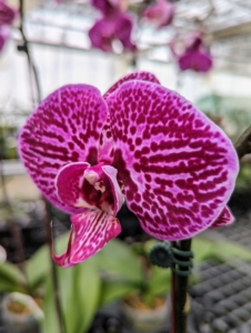 Optimum temperatures for orchids in winter are 45 to 55-degrees Fahrenheit at night and 65 to 75-degrees Fahrenheit during the day. When plants are in bud, temperatures must be as constant as possible.