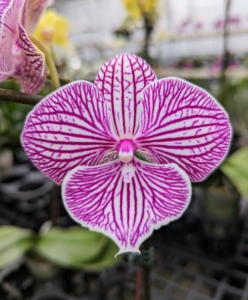 The size of orchids depends on the species. They can be quite small or very large. However, every orchid flower is bilaterally symmetrical, which means it can be divided into two equal parts.